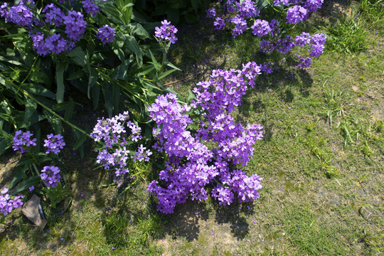 紫色油菜花