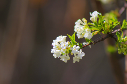 樱桃花