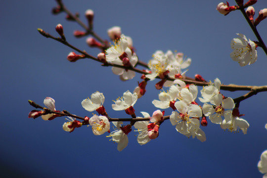 白樱桃花