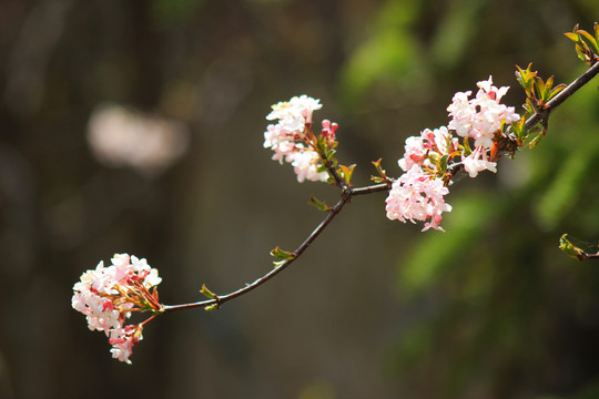 花卉特写