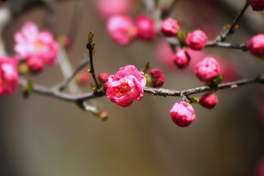 花卉特写