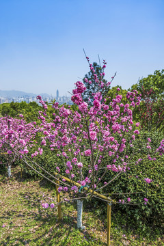 温州景山公园桃花园