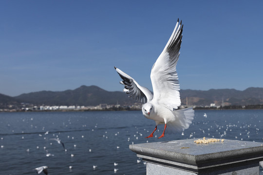 蓝天飞翔海鸥