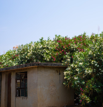 夹竹桃小屋