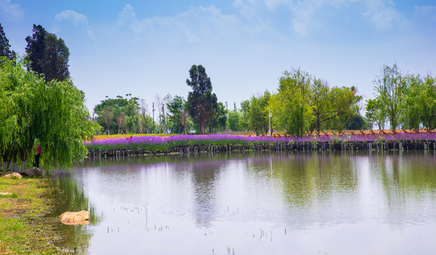 湖畔马鞭草