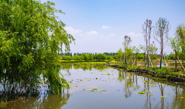 昆明滇池湿地