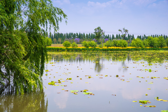 昆明滇池湿地