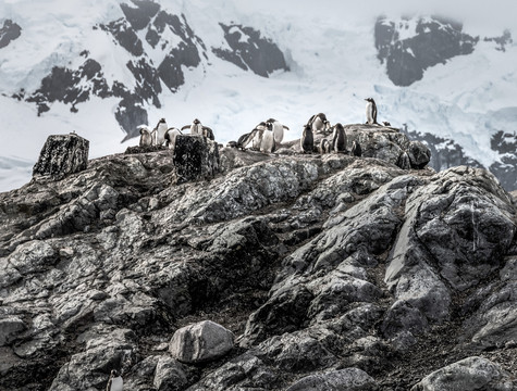 南极企鹅群风景