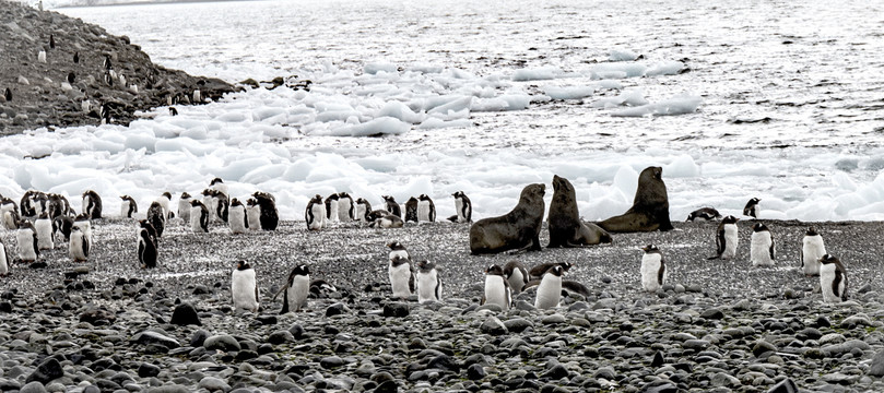 南极企鹅海豹风景