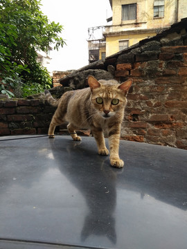 宠物猫
