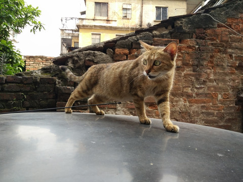 宠物猫