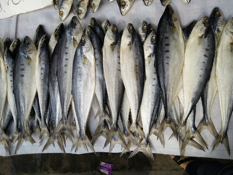 海鱼