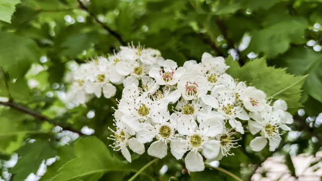 山楂花