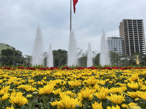 越南海防广场菊花