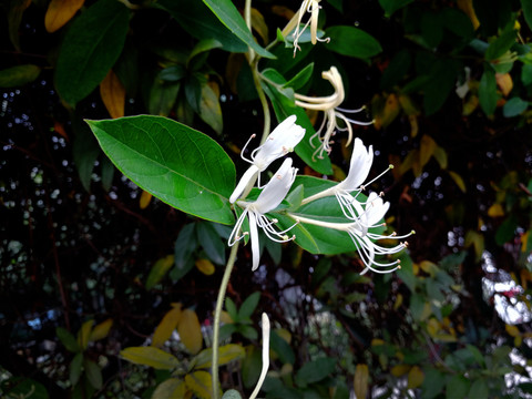 金银花