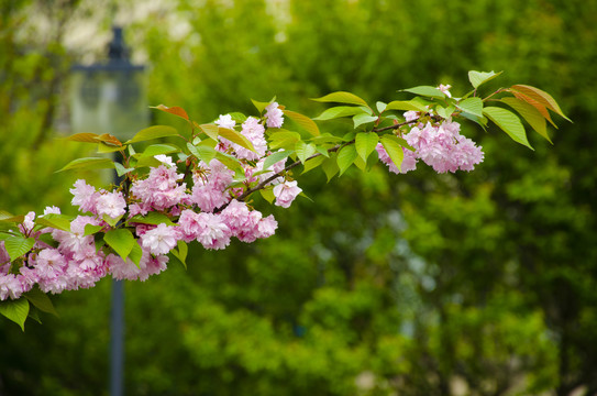 樱花