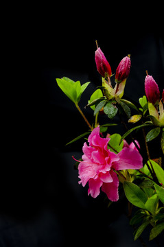 杜鹃花
