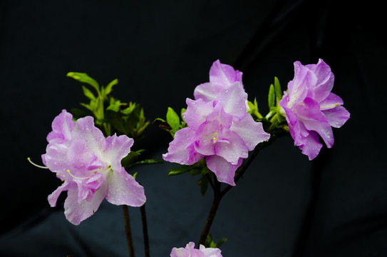 杜鹃花