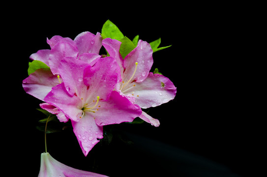 杜鹃花