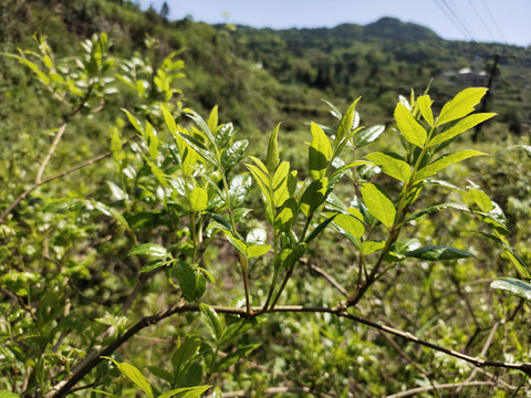 一排莓茶嫩叶特写