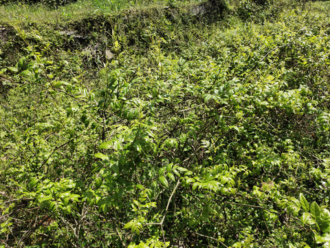 莓茶种植基地