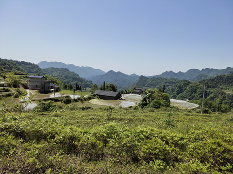 高山莓茶种植