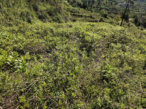 莓茶种植