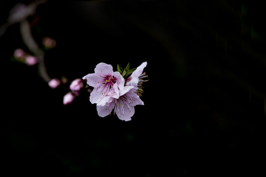 一枝桃花