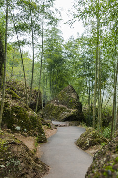 新昌穿岩十九峰景区竹园竹林小路