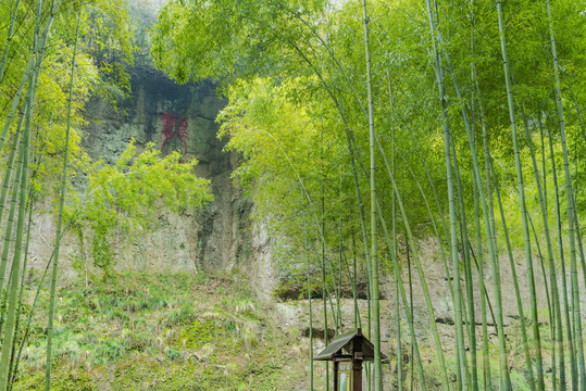 新昌穿岩十九峰景区竹园竹林