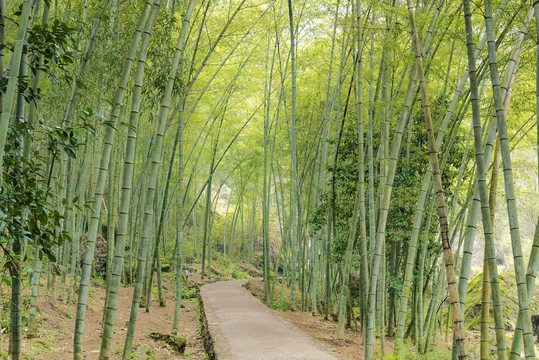 新昌穿岩十九峰景区竹园竹林小路