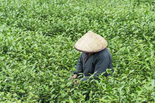 茶园绿茶龙井茶采茶工