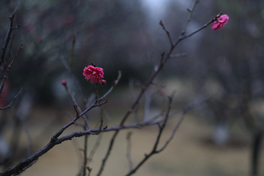 梅花红梅