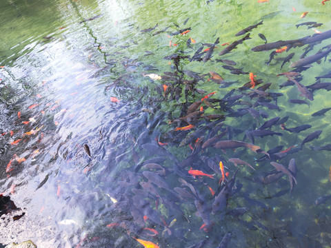 锦鲤池塘漂亮红鲤鱼