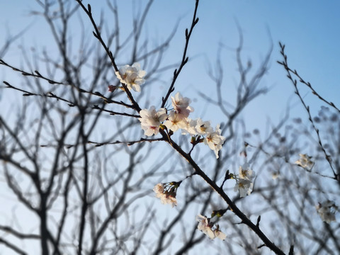 江南春早