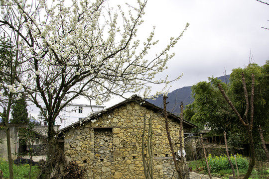 山村樱花