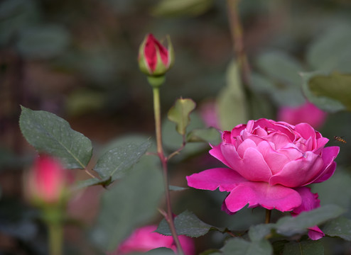 江苏淮安市花月季花