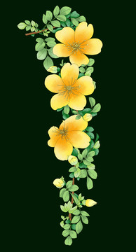 黄色蔷薇手绘花卉
