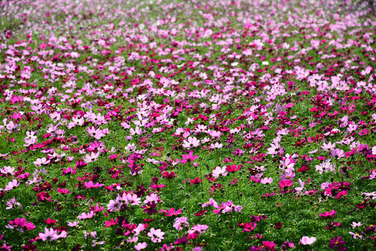 格桑花