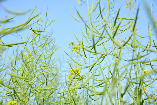 油菜花籽