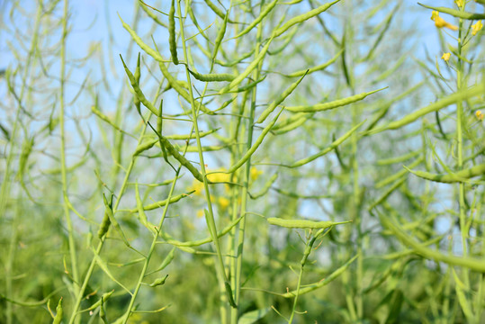 油菜花籽