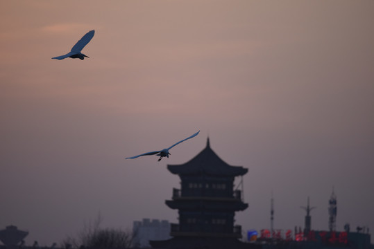白鹭