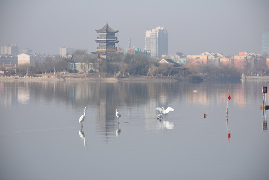 白鹭