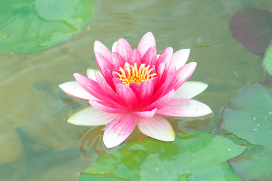 睡莲花