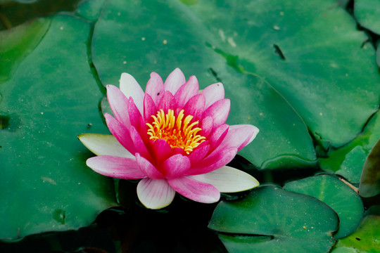 盛开睡莲花