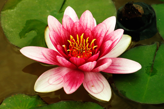 高清睡莲花