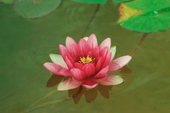水中睡莲