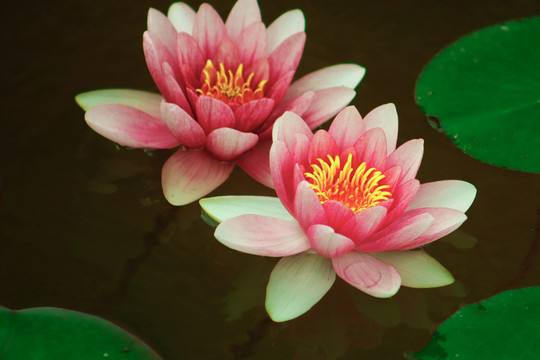 意境睡莲花特写