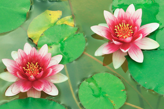 睡莲花