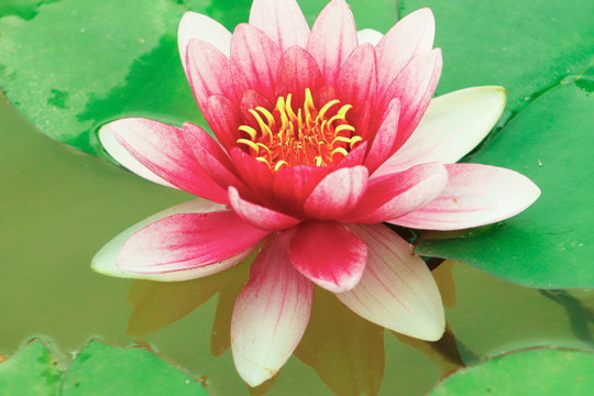 睡莲花